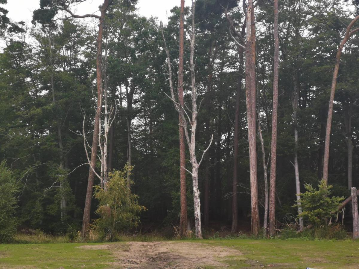 Ferienwohnung Og Graal-Mueritz Kuestenwald エクステリア 写真